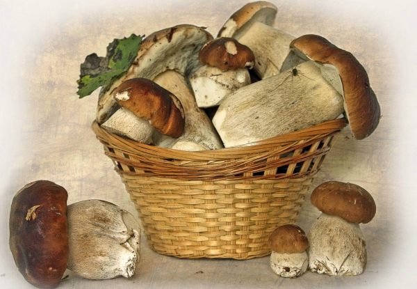 Опята Лесные осенние