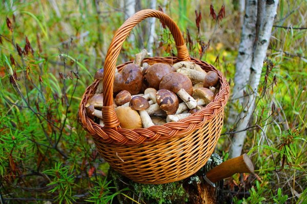 Разные грибы