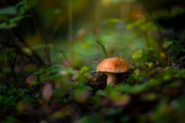 Тит грибник Листопадник