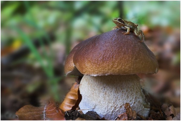 Всемирный день грибника