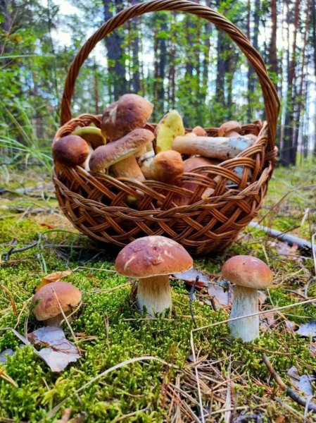 Корзинка для грибов