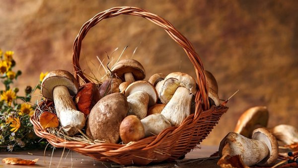 Корзина с грибами и ягодами