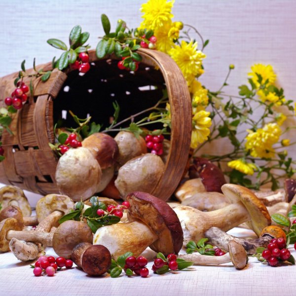 Красивые пейзажи с грибами