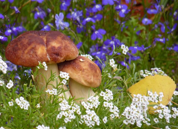 Лукошко с грибами