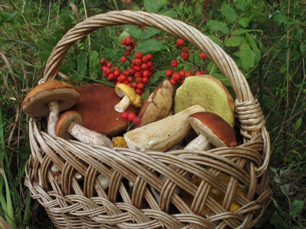 Лесная Полянка с грибами