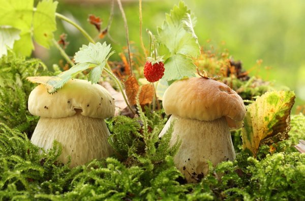 Европейский день грибов