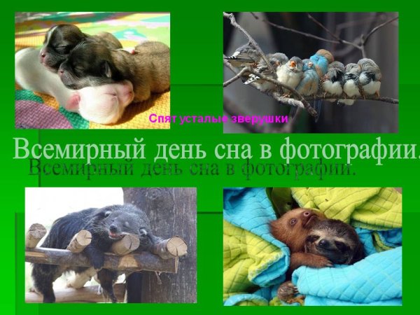 Всемирный день сна