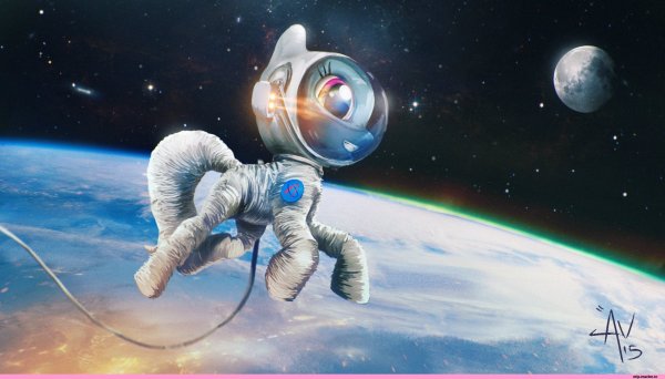 Животные космонавты