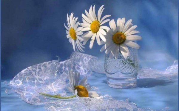 Утро ромашки