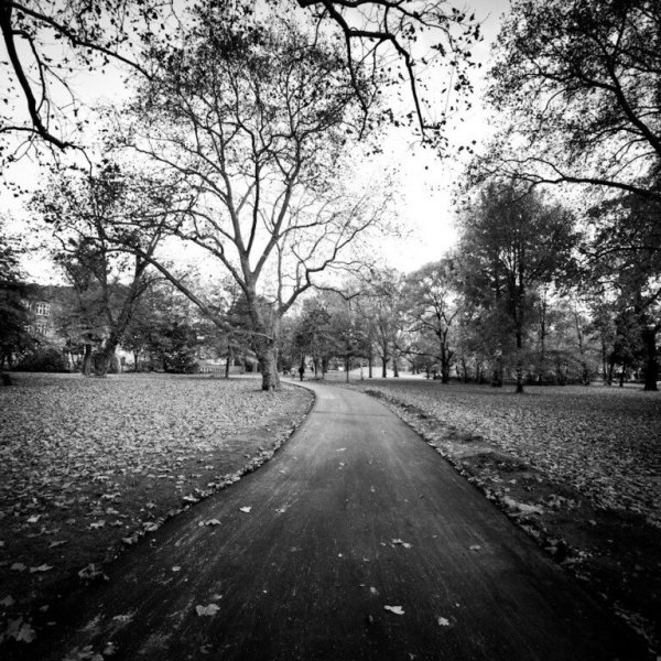 Пасмурная природа