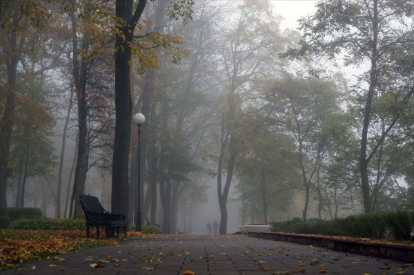 Весенний вечер в лесу