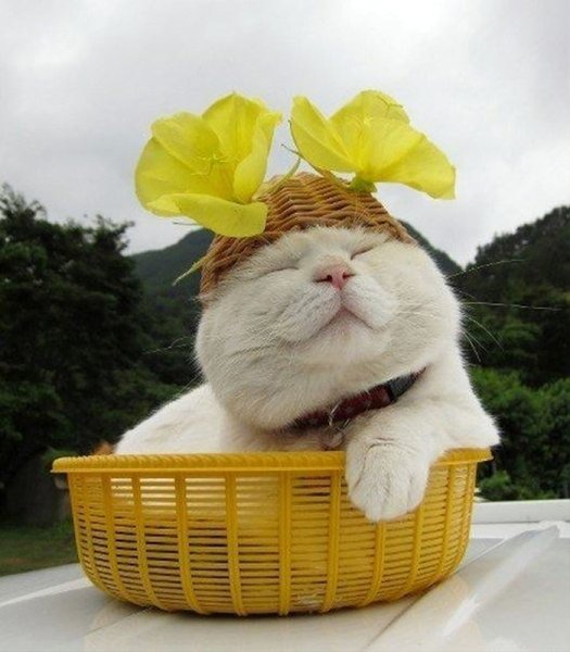 Хорошего настроения прикольные