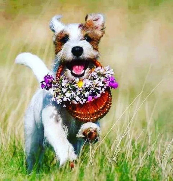 Собачка с цветочком в зубах