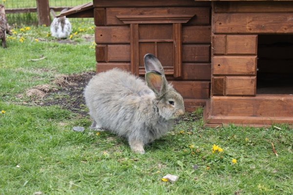 Заяц с цветами