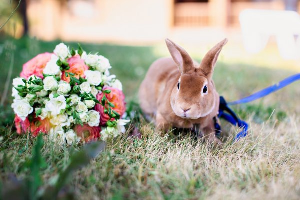 Спокойной ночи кролик
