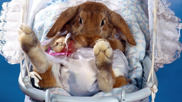 Кролик с цветком