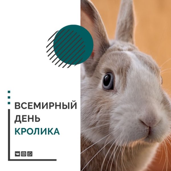 Международный день кролика 2019