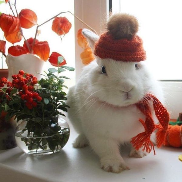 Международный день кролика