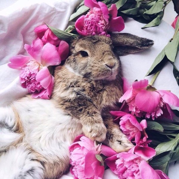 Рыжий кролик в цветах
