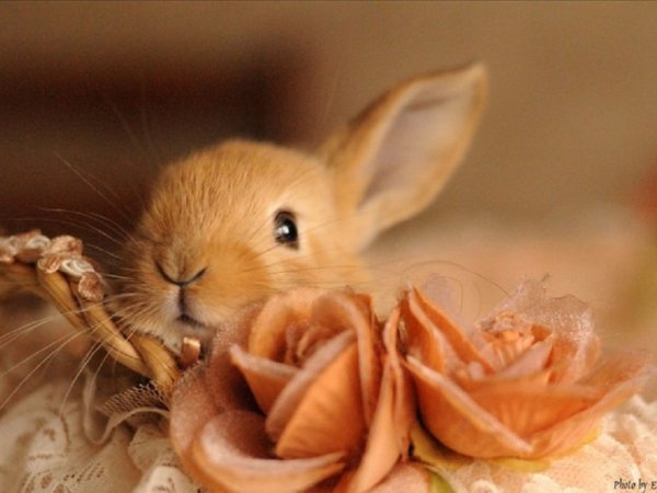 Кролик Весна