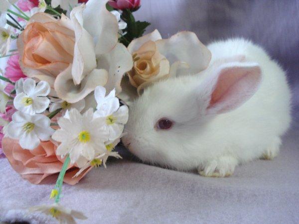 Веселый заяц