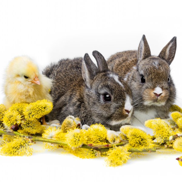 День кролика