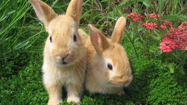 Кролик обои