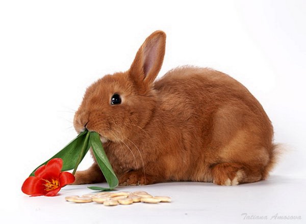 Животные с букетом цветов