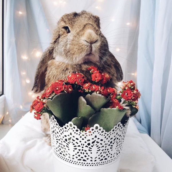 С днем рождения кролик