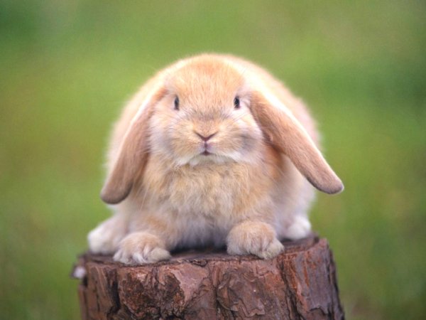 Красивые зайчики