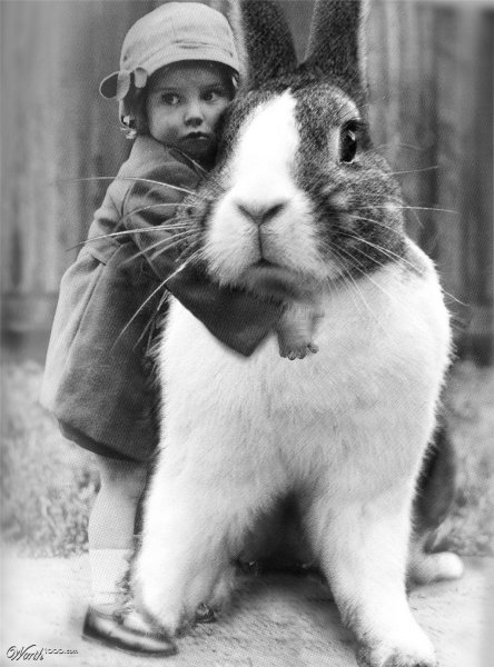 С днем рождения кролик