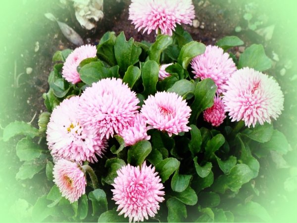 Маргаритки для Риты