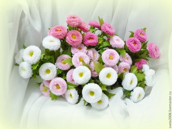 Маргаритки маргаритки Маргарита