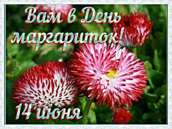 14 Июня день маргариток