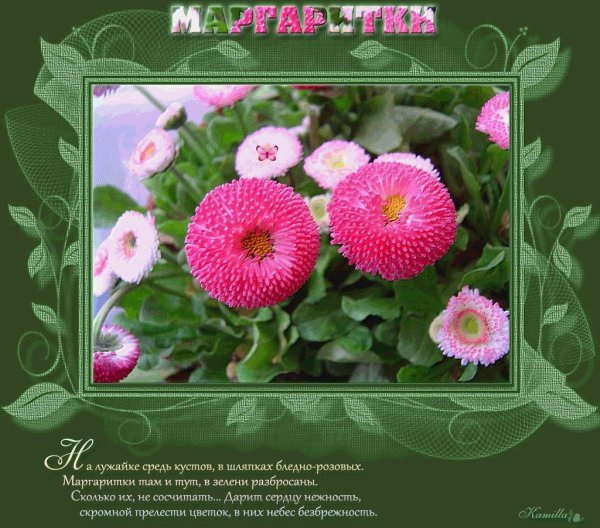 Маргаритки для Маргариты