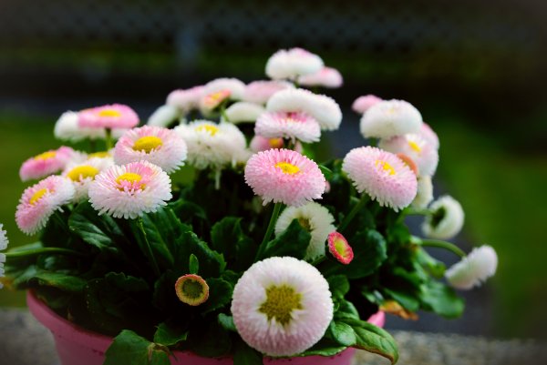 Маргаритка Беллис растение