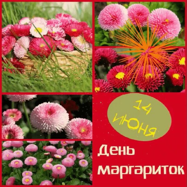14 Июня день маргариток