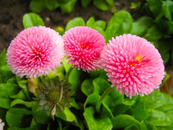 Маргаритка розовый шар Tasso