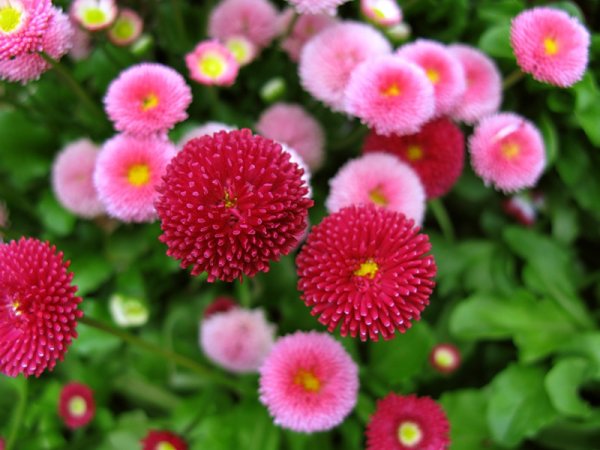 Маргарита многолетняя