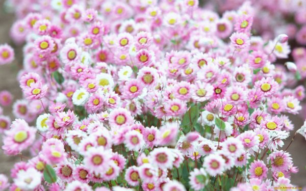 День маргариток