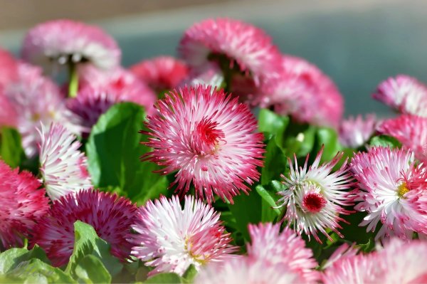 Морская Астра растение