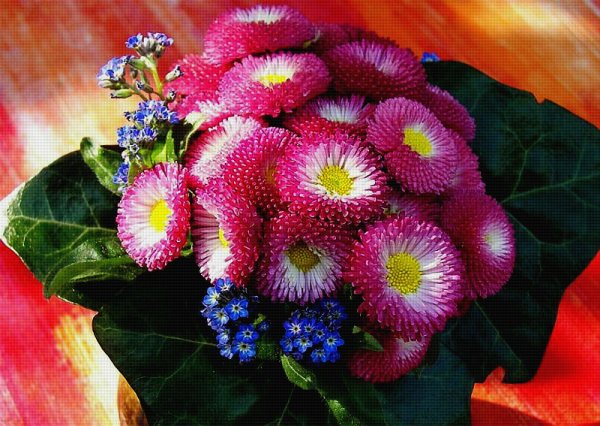 Маргаритки для Ритки