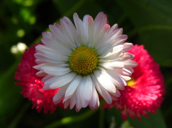 Чашелистик маргариток