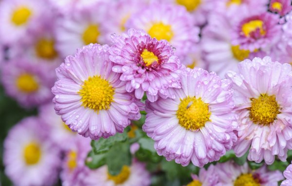 Хризантема Шаста Дейзи