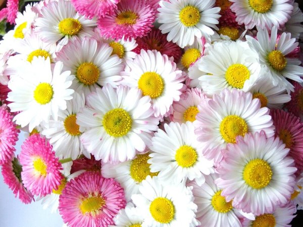 Маргаритки цветы с днем рождения