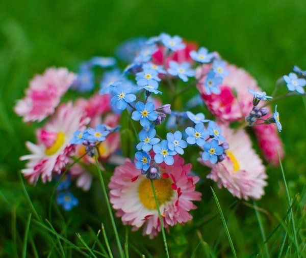 День маргариток