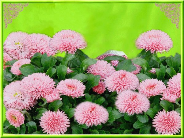 Хризантемы с пожеланиями