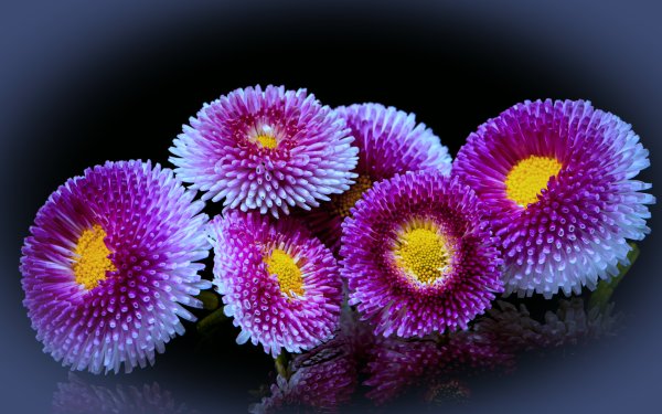 Зоантус Маргаритка