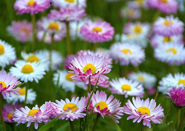 Маргаритки цветы на баннере