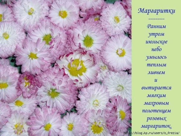 Маргаритки для Риты